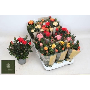 Rosa Kordana Grande gemengd