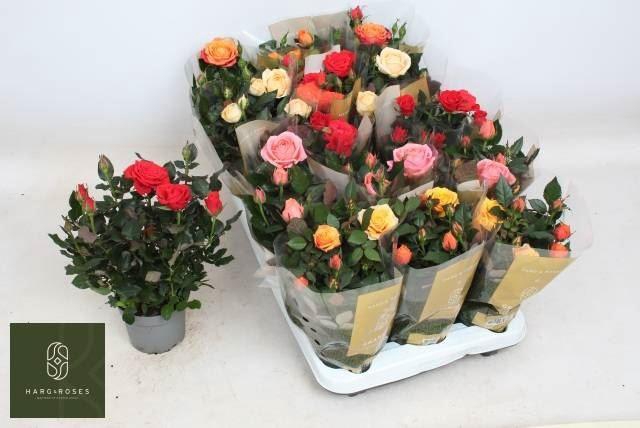 <h4>Rosa Kordana Grande gemengd</h4>