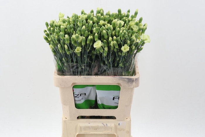 <h4>Di tr Solomio Bern x20</h4>