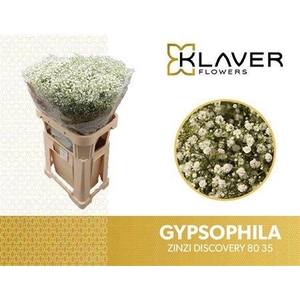 GYPS PA ZI DISCOVERY 80/35GR