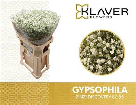 <h4>GYPS PA ZI DISCOVERY 80/35GR</h4>