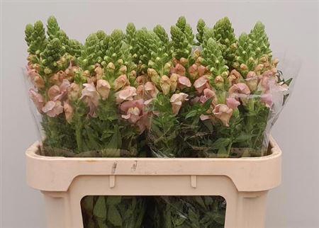 <h4>Antir Avignon Pink</h4>