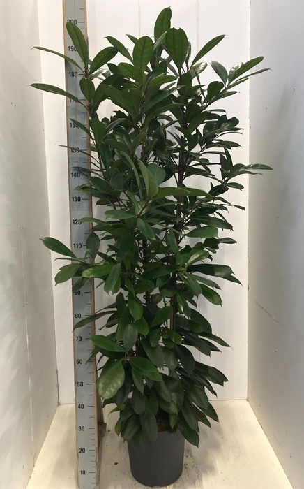 <h4>FICUS CYATHISTIPULA</h4>