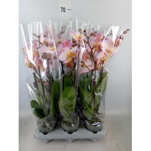 Phalaenopsis   ...