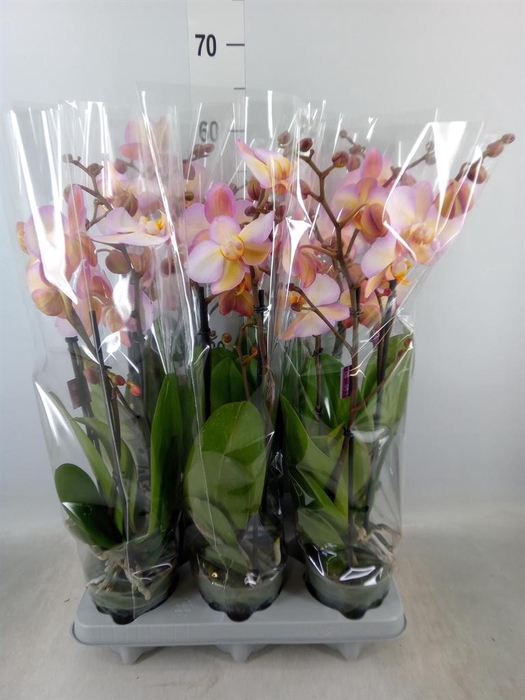 <h4>Phalaenopsis ...</h4>