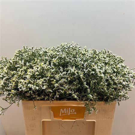 <h4>Lim Sin China White</h4>