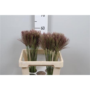 Chloris Roxburghiana