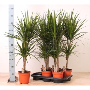 DRA MARGINATA