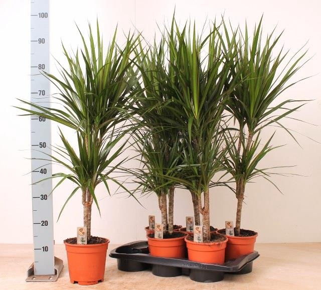 <h4>DRA MARGINATA</h4>