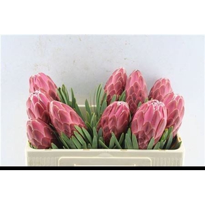 Protea Venus