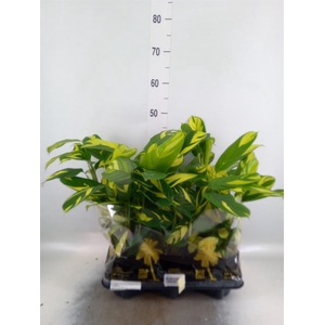 Calathea   ...