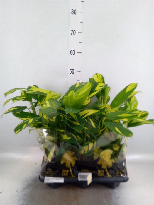 <h4>Calathea   ...</h4>