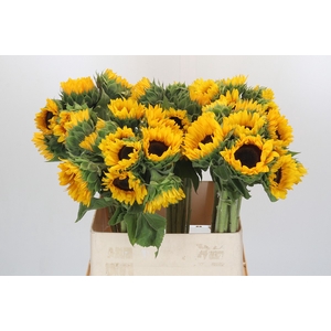Helianthus Orange Fire