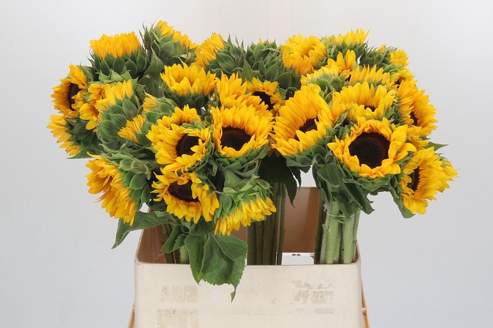 <h4>Helianthus Orange Fire</h4>