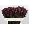 Leucadendron Saf Sunset Dark Red