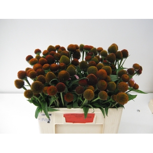 ECHI PURPUREA