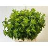 PHYSOCARPUSBLAD GROEN