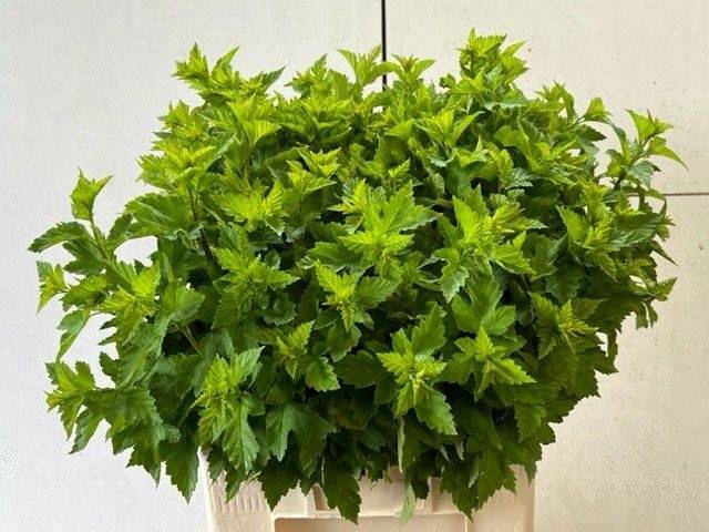 PHYSOCARPUSBLAD GROEN