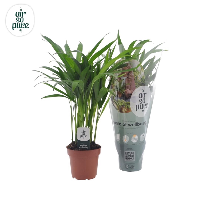 <h4>Dypsis lutescens (Areca)</h4>