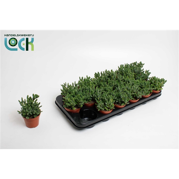 <h4>Crassula Rogersii</h4>