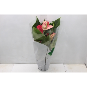 ANTHURIUM CALIFORNIA P17 ROSA