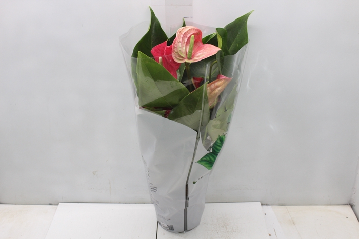 <h4>ANTHURIUM CALIFORNIA P17 ROSA</h4>