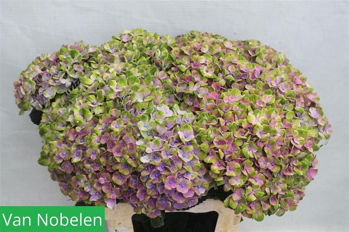 <h4>Hydr M Mag Coral Milka Groen</h4>