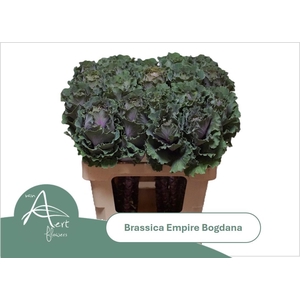 BRASS EMPIRE BOGDANA