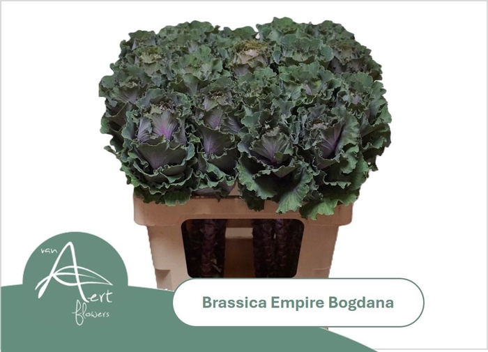 <h4>BRASS EMPIRE BOGDANA</h4>