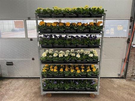 Prim Elatior Dark Yellow