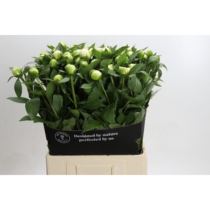 Paeonia Duchesse De Nemours