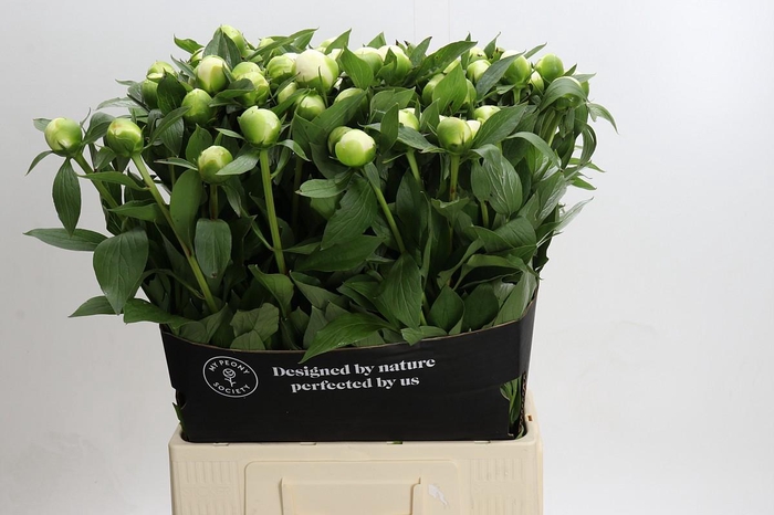 <h4>Paeonia Duchesse De Nemours</h4>