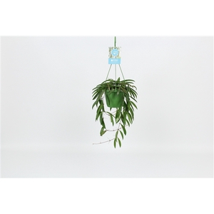 HangonGreen Hoya Wayetti 14 cm