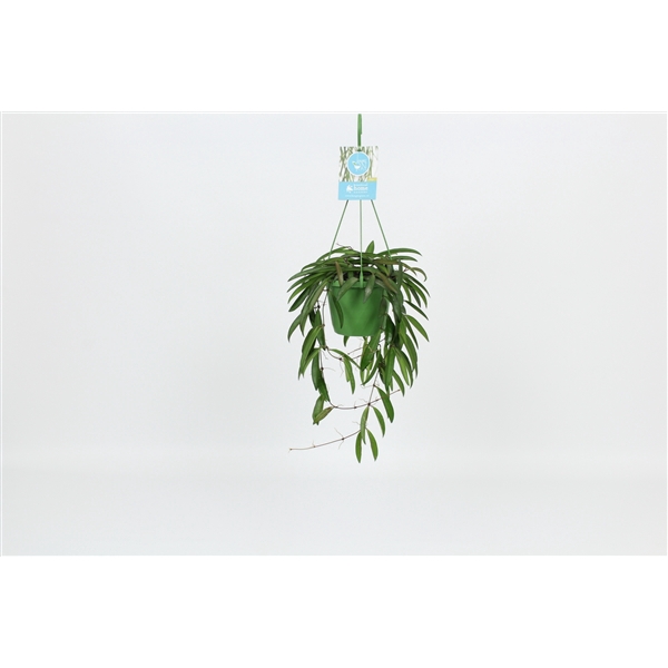 <h4>HangonGreen Hoya Wayetti 14 cm</h4>