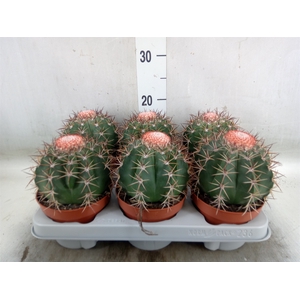 Cactus   ...