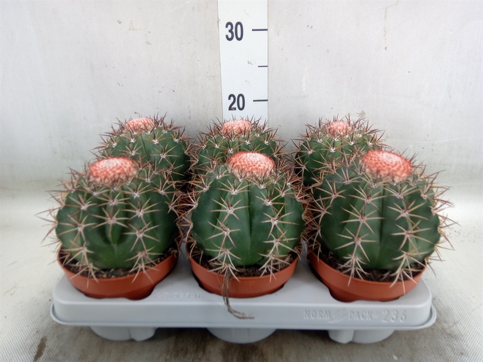 <h4>Cactus   ...</h4>