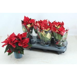 EUPHOR SUPER NEW GLITTER P12