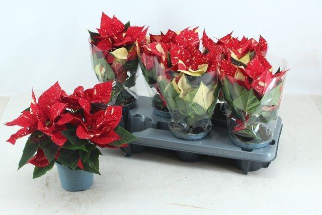 <h4>EUPHOR SUPER NEW GLITTER P12</h4>