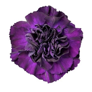 Dianthus st Fl Moonvista