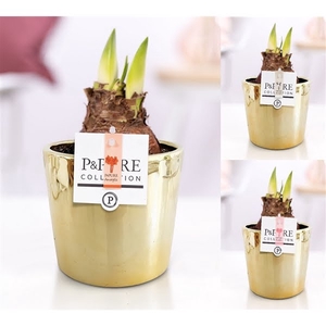 Hippeastrum mix in P&PURE Laryssa ceramics shiny gold