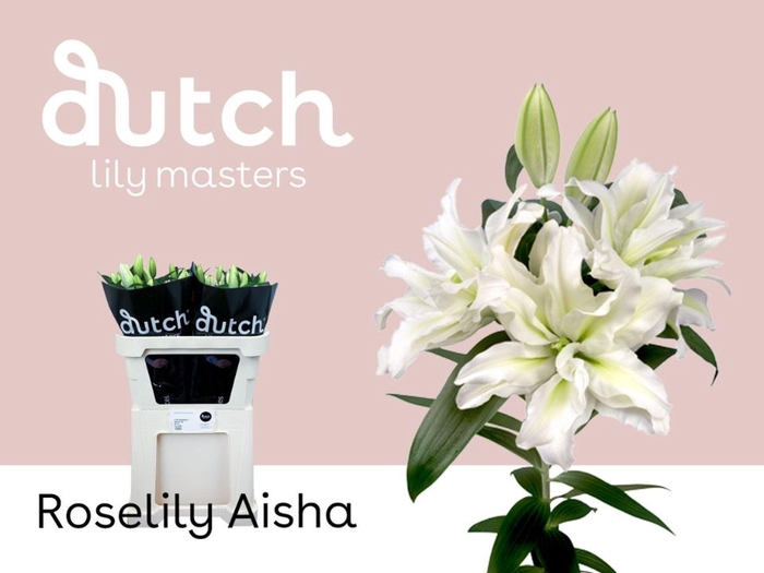 <h4>LILIUM ORI. DB 'ROSELILY AISHA'</h4>