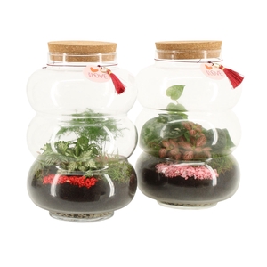 21845: Lovess terrarium