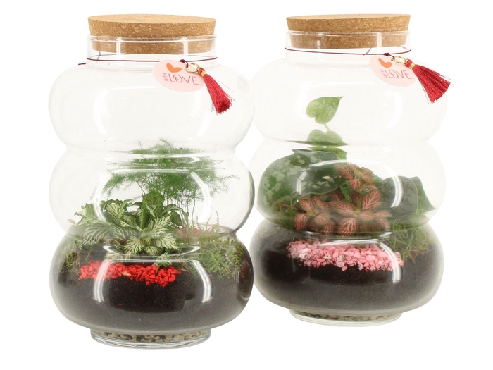 <h4>21845: Lovess terrarium</h4>