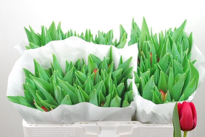 <h4>TU EN RED STONE</h4>