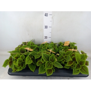 Pilea mollis 'Moon Valley'