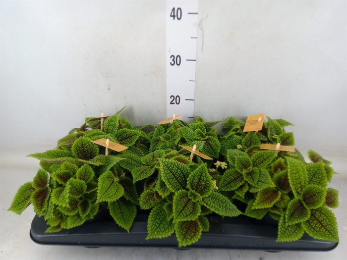 <h4>Pilea mollis 'Moon Valley'</h4>