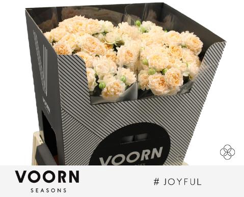 <h4>Rosa spray hastags joyfull</h4>