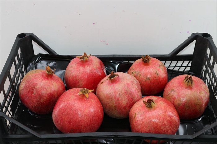 <h4>Sier Granaatappel Rood X7 P Box</h4>