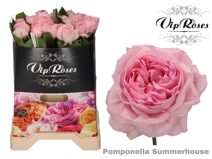 R GR POMPONE SUMMERH