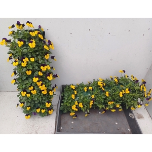 VIO CO EM YEL BU JUP